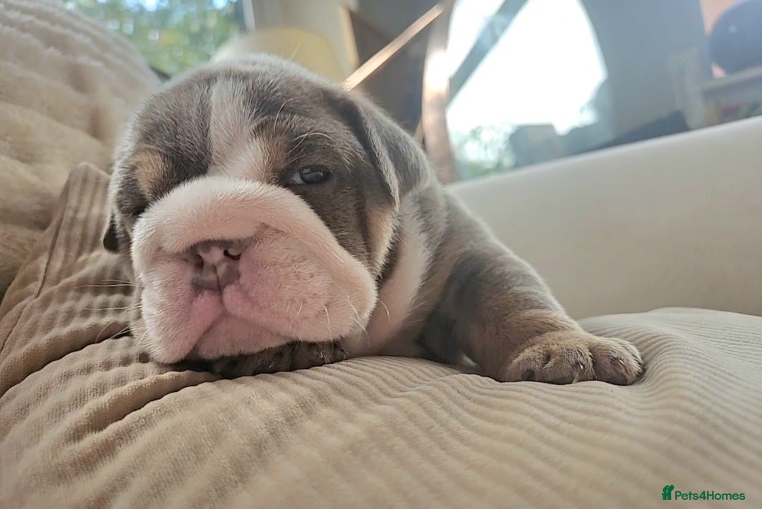 English Bulldog dogs for sale: Outstanding KC English Bulldogs, Top Quality Pups - Image 9