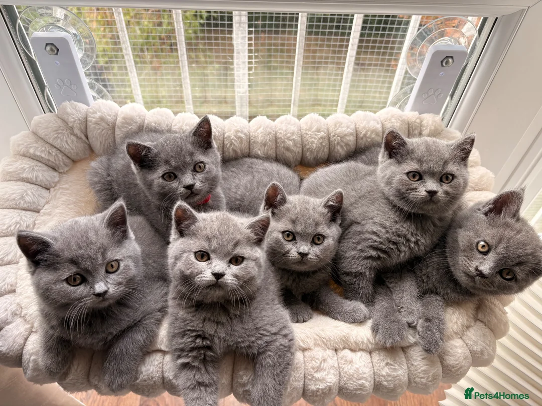 British Shorthair cats for sale: 🩵 BSH Blue Kittens 🩵 Ready Now 🩵 - Advert 2