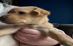 Labrador Retriever dogs for sale: Fox Labrador retriever puppies - Image 6