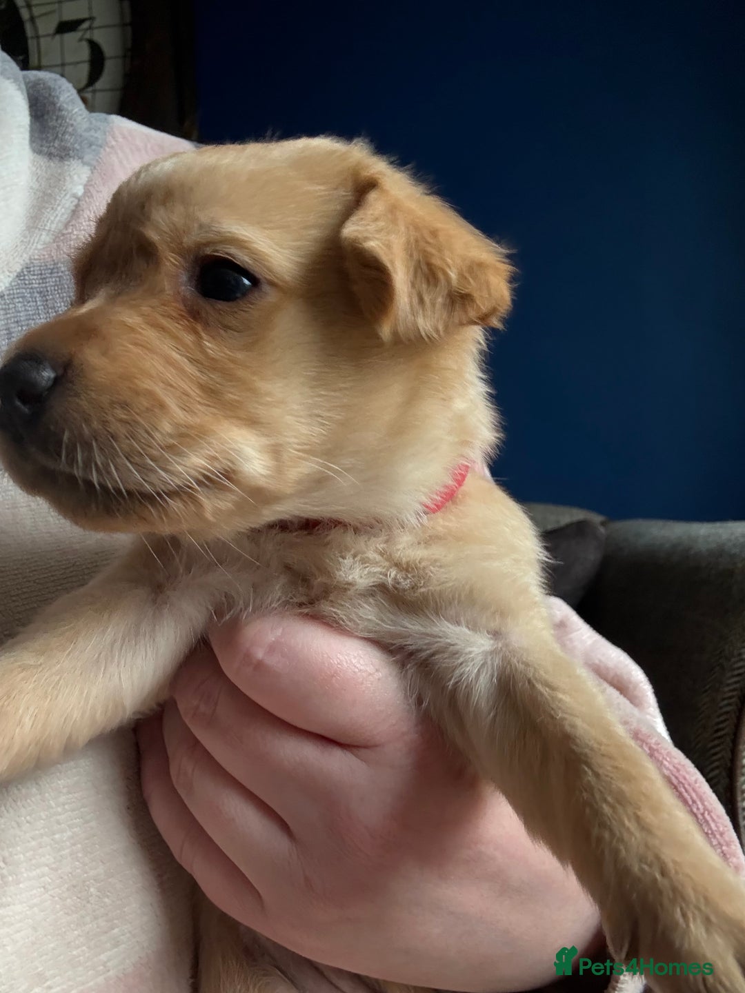 Labrador Retriever dogs for sale: Fox Labrador retriever puppies - Image 6