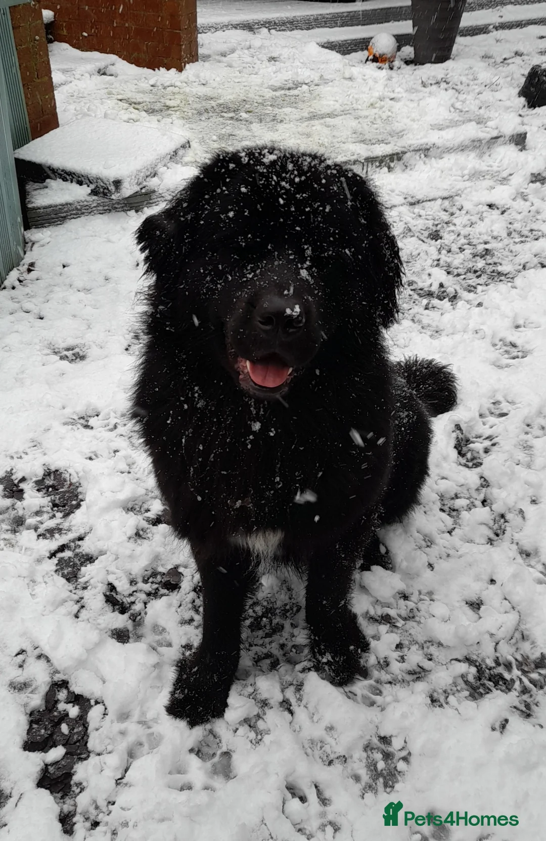 Newfoundland dogs for sale: Gorgeous Newfoundland boy - Advert 16