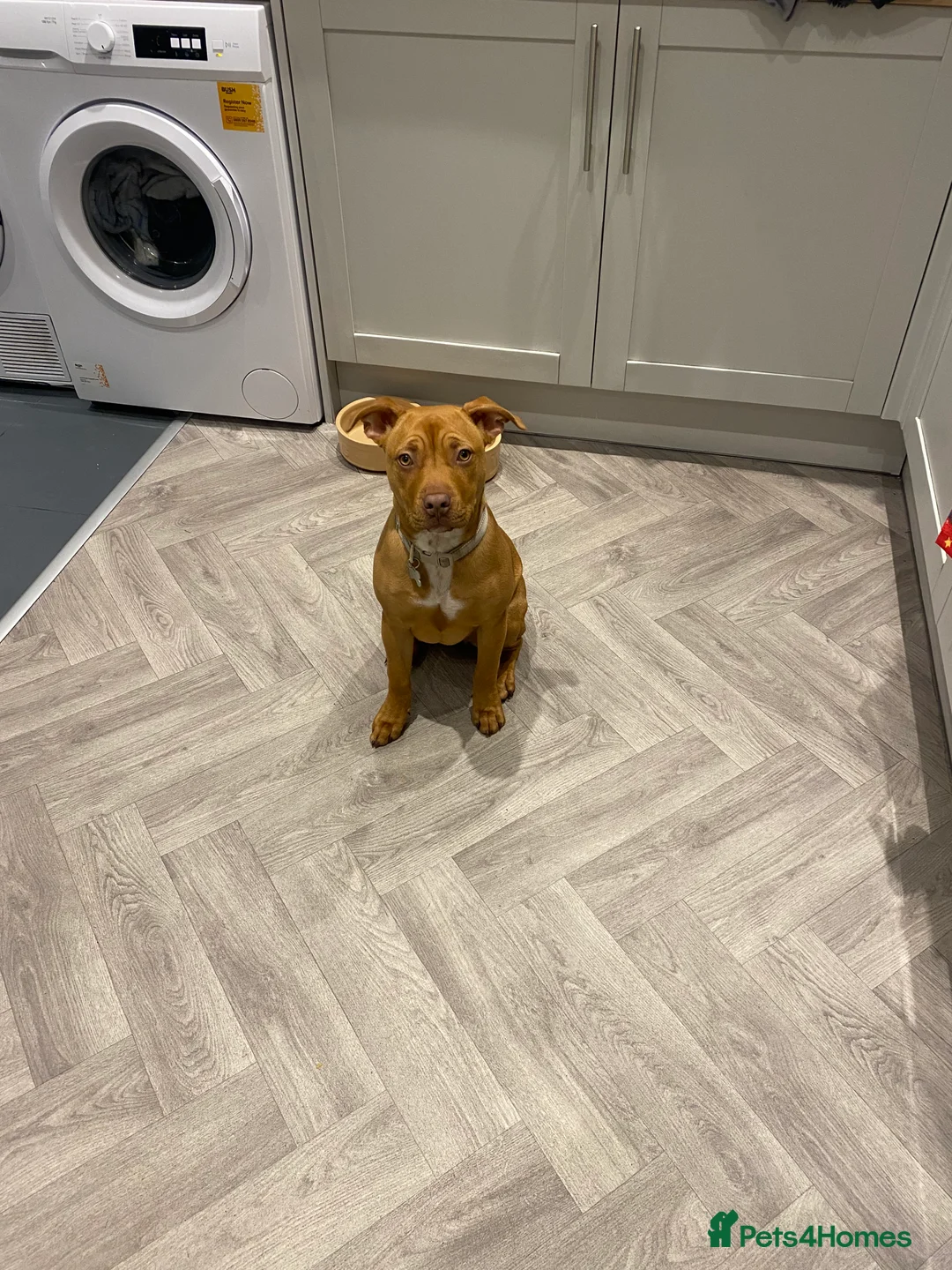 Staffordshire Bull Terrier dogs for sale: Rehoming Our Family Staffy - Advert 5