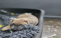 Cane Corso dogs for sale: Excellent Formentino Corso male puppies for sale.  - Image 25