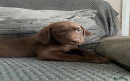 Labrador Retriever dogs for sale: Labrador puppies  - Image 9