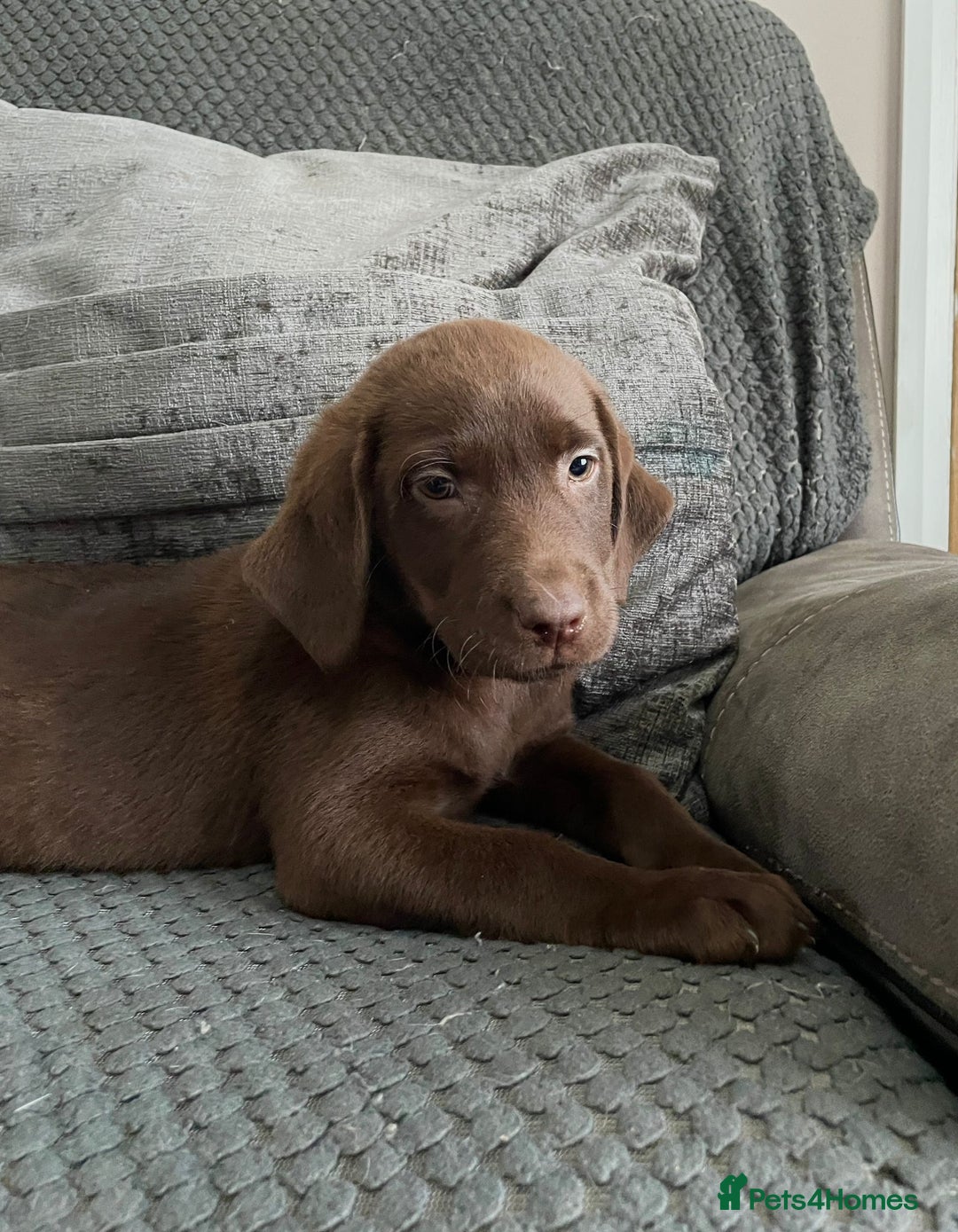 Labrador Retriever dogs for sale: Labrador puppies  - Image 9