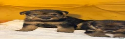Welsh Terrier dogs for sale: Wawuzer puppies  - Advert 6