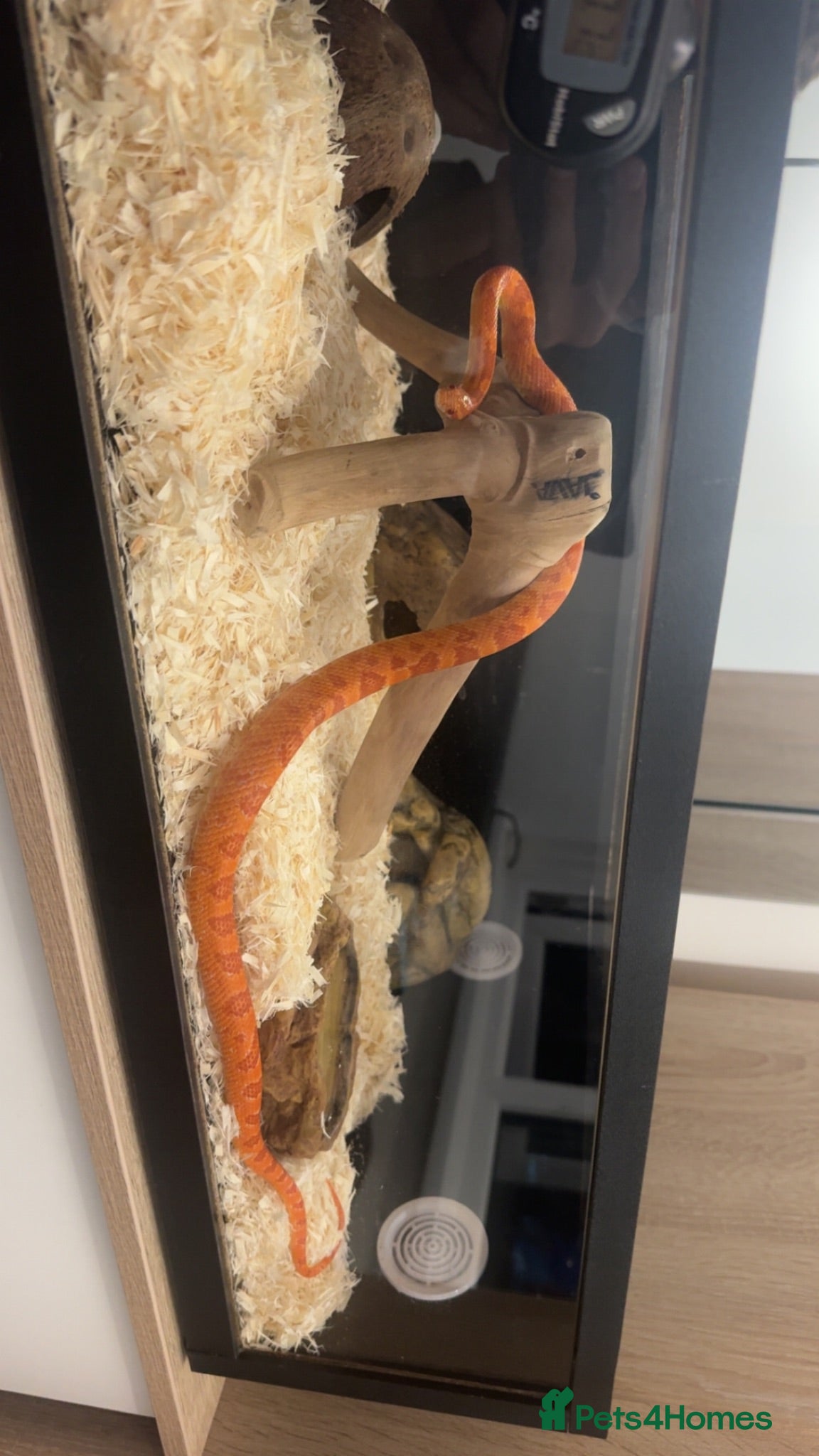 Corn Snake reptiles Charlie britton - Advert 1