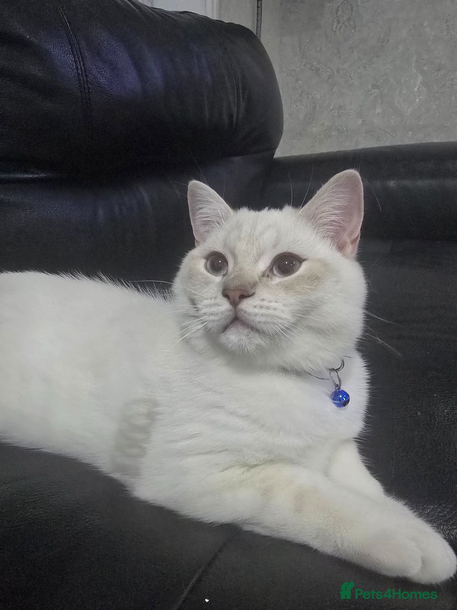 British Shorthair cats British shorthair - Advert 14