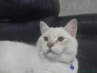 British Shorthair cats British shorthair - Advert 14