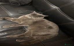 British Shorthair cats for sale: 2 british shorthair and ragdoll mix for sale!  - Image 7
