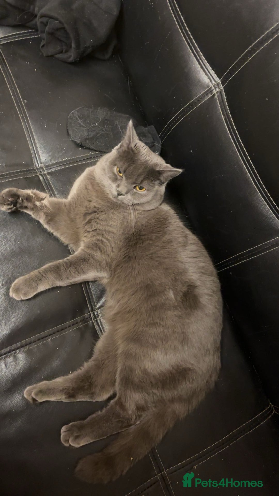 British Shorthair cats for sale: 2 british shorthair and ragdoll mix for sale!  - Image 7