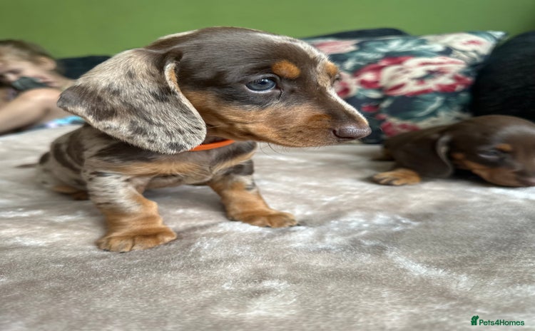 Miniature Dachshund dogs - Advert 2