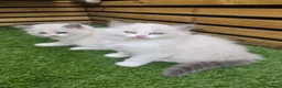 Ragdoll cats for sale: 💫Stunning Ragdoll Kittens 💫 - Advert 8