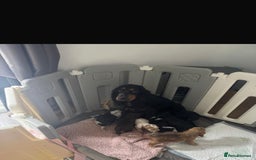 Cocker Spaniel dogs for sale: 🌟 STUNNING SHOW TYPE COCKERSPANIELS 🌟  - Image 10