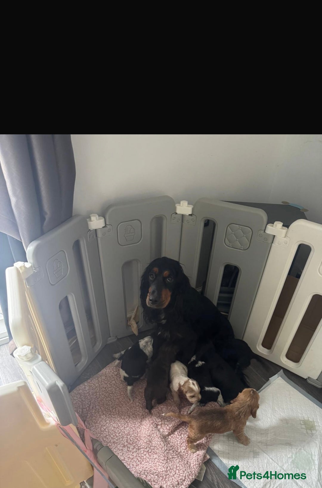 Cocker Spaniel dogs for sale: 🌟 STUNNING SHOW TYPE COCKERSPANIELS 🌟  - Image 10