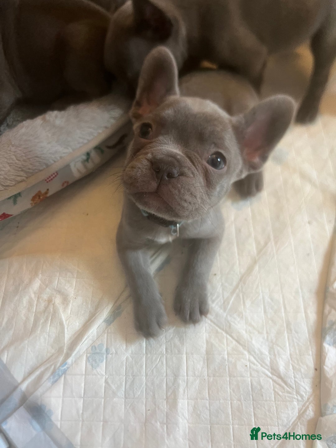 French Bulldog dogs for sale: French bulldog puppies - Advert 4