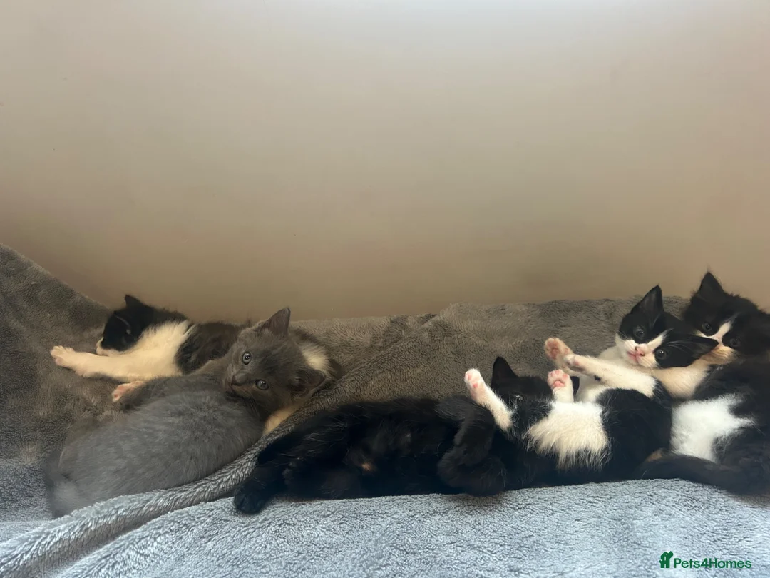 Ragdoll cats for sale: 3 x 1/2 Ragdoll Kittens  in Lancing - Advert 2