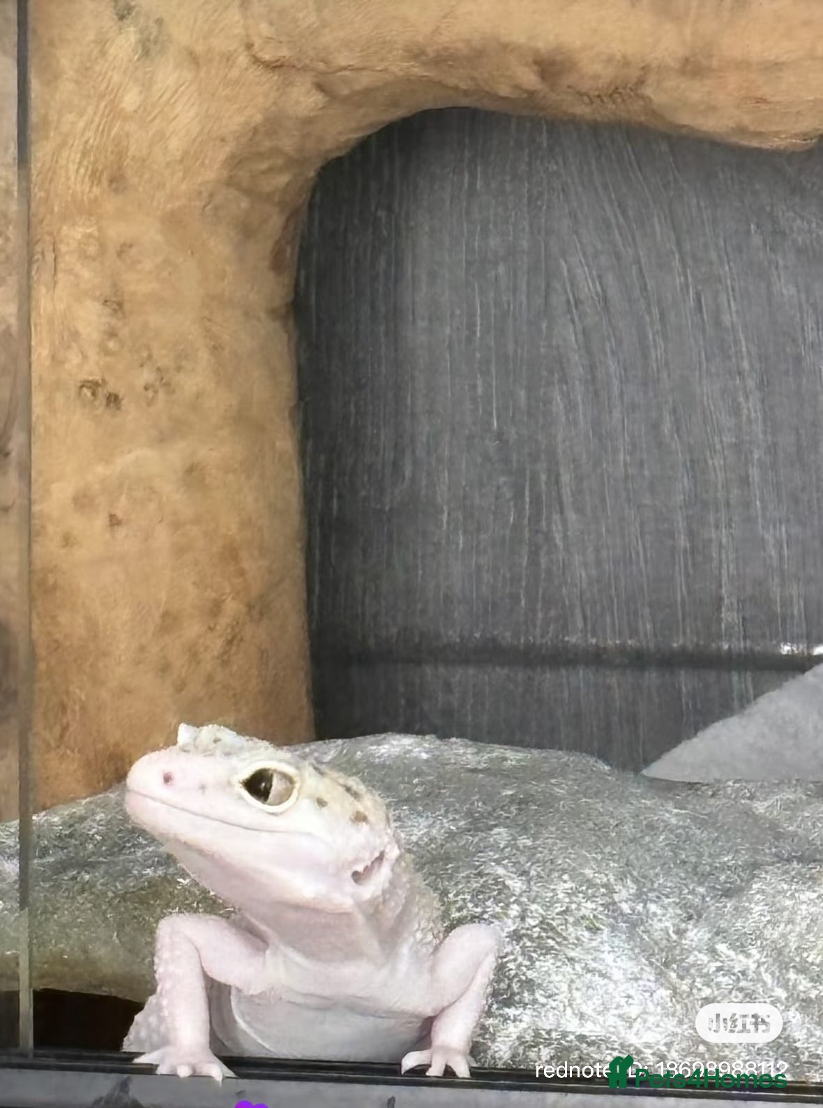 Leopard Gecko reptiles Female Leopard gecko - Advert 2