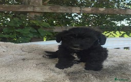 Doxiepoo dogs for sale: Doxiepoos - Image 21