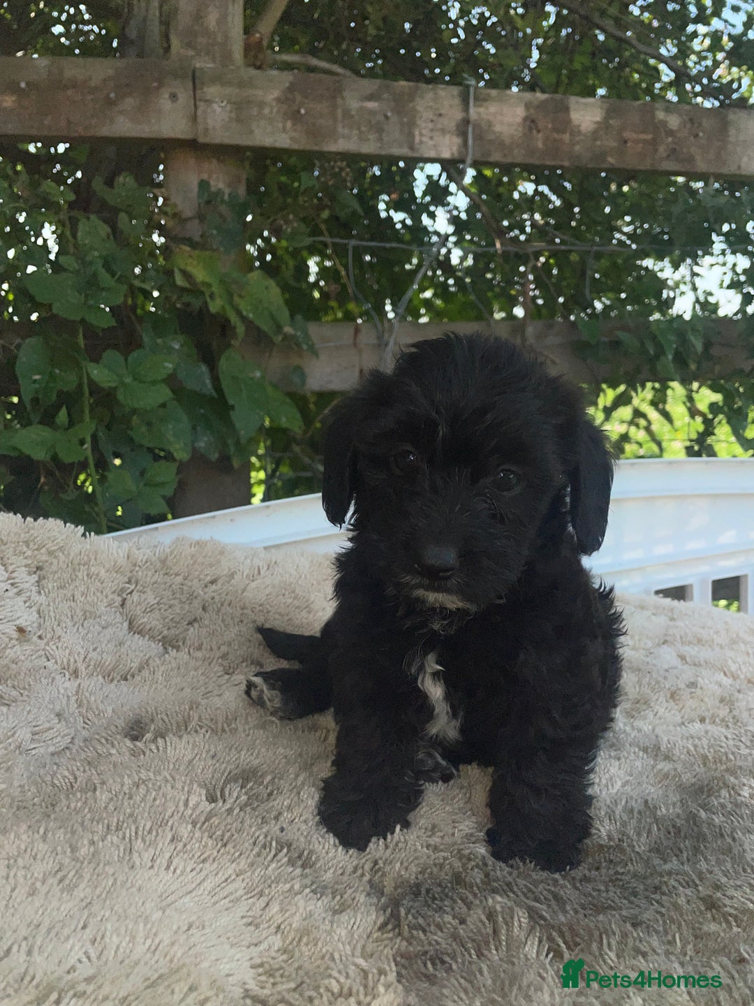 Doxiepoo dogs for sale: Doxiepoos - Image 21