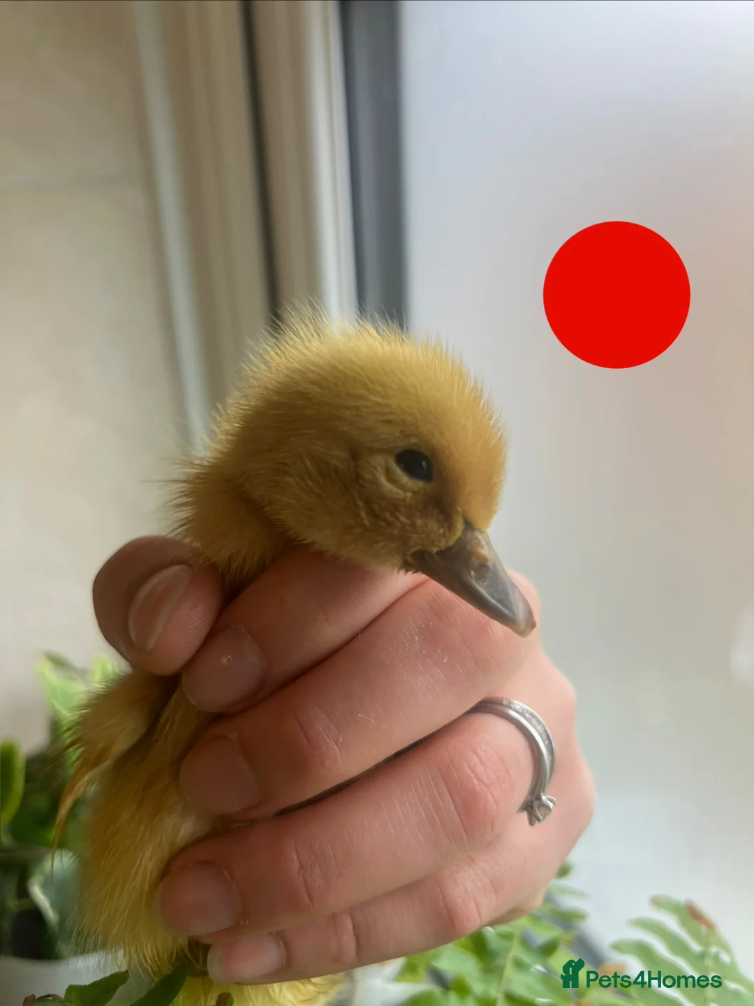 Ducks poultry for sale: Welsh Harlequin ducklings - Advert 2