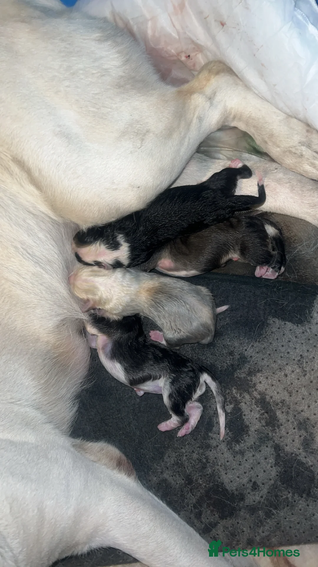 Central Asian Shepherd dogs for sale: Alabai Shepherd Puppies!! - Advert 1