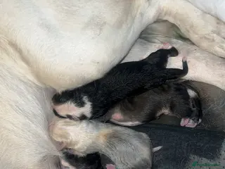 Central Asian Shepherd dogs Central Asian Shepherd Puppies FOR SALE!! - Advert 1