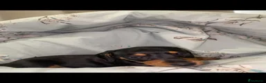 Miniature Dachshund Puppy 3