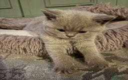 British Shorthair cats for sale: British Shorthair Kittens For Sale - Advert 3