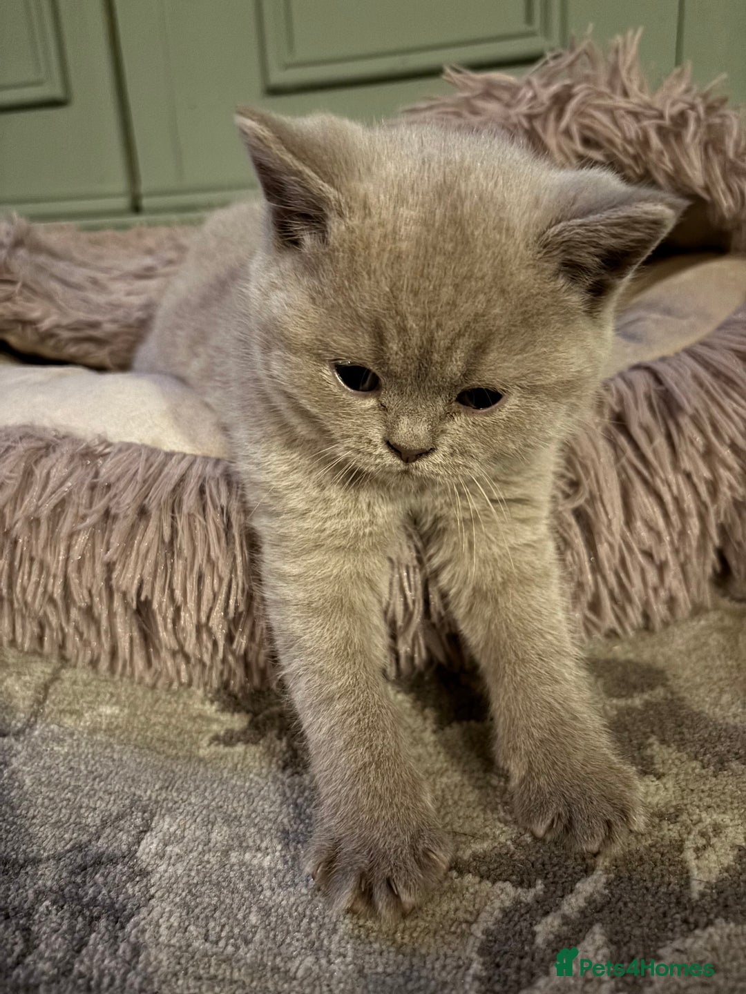 British Shorthair cats for sale: British Shorthair Kittens For Sale - Advert 3