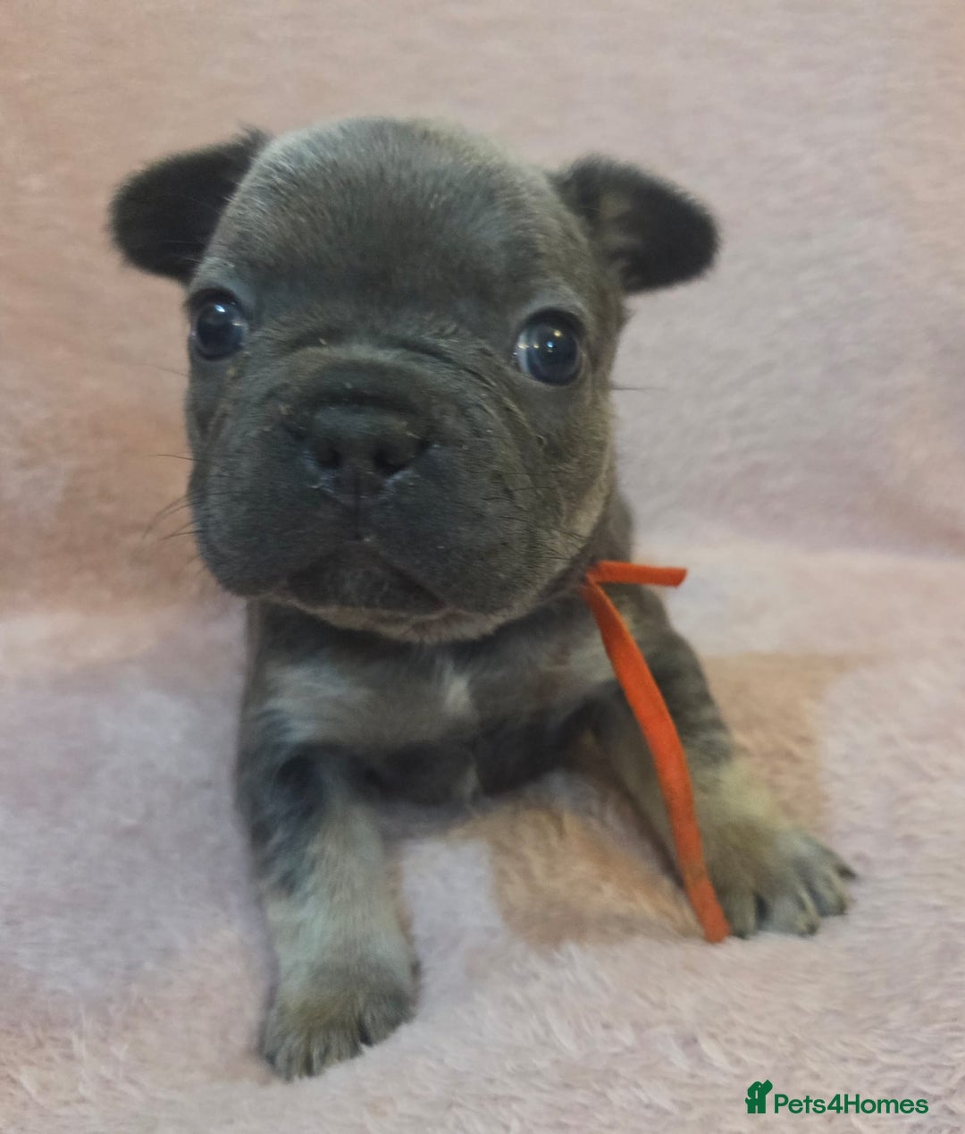 French Bulldog dogs for sale: Beautiful French Bulldog Puppies - Image 11