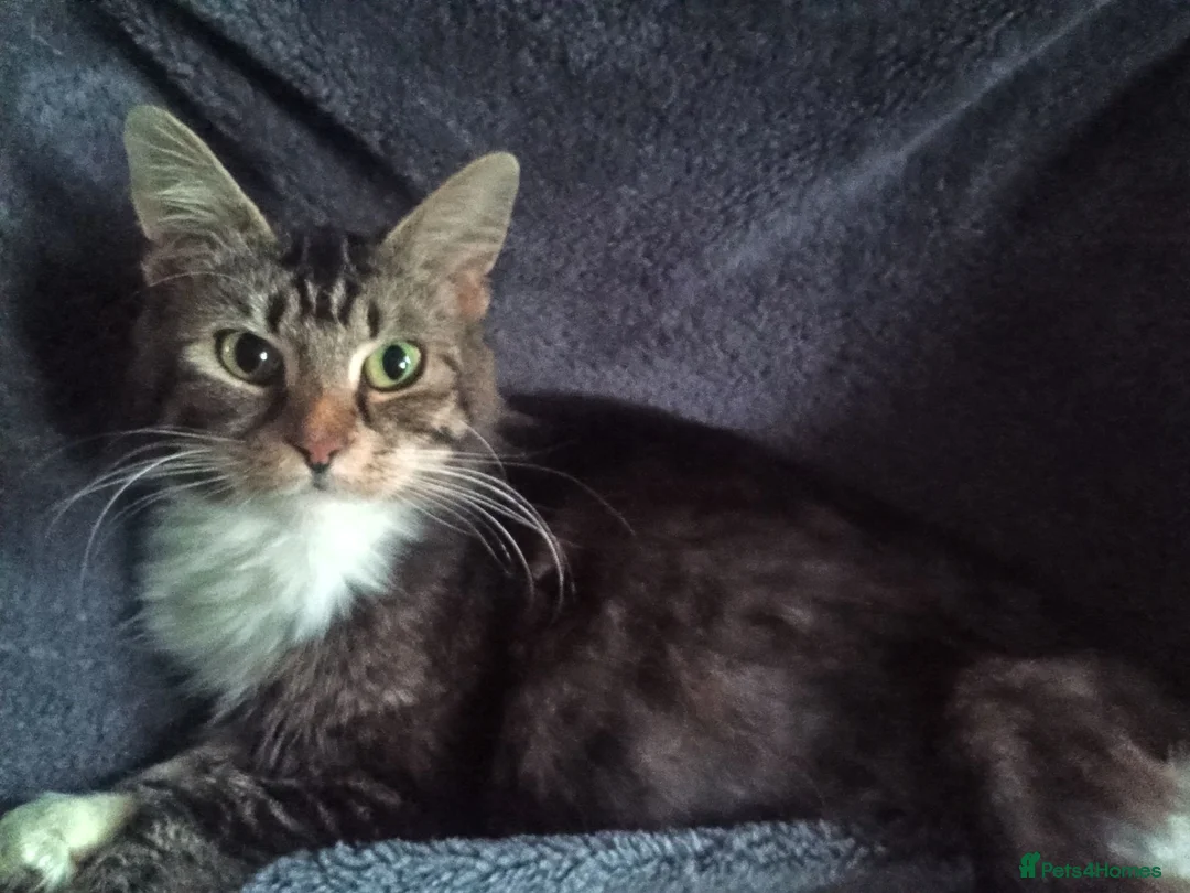 Mixed Breed cats for sale: Happy and healthy Tuxedo Tomcat - Advert 2