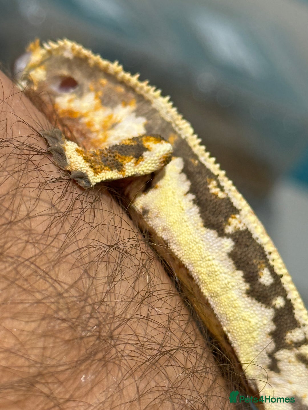 Gecko reptiles for sale: 🔥🔥 Stunning Male Lilywhite 🔥🔥 - Image 6