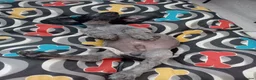 Mixed Breed dogs for sale: KC Basset Hound x KC German Shorthaired Pointer  - Advert 14