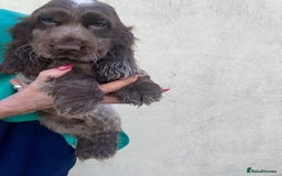 Cocker Spaniel dogs for sale: Cocker Spaniel Puppies For Sale - Image 4