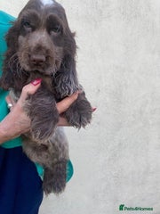 Cocker Spaniel - Chocolate Roan Girl