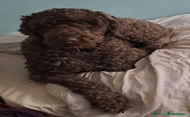 Labradoodle dogs in Runcorn - Advert 11