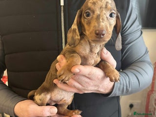 Miniature Dachshund dogs Miniature dachshund - Advert 7