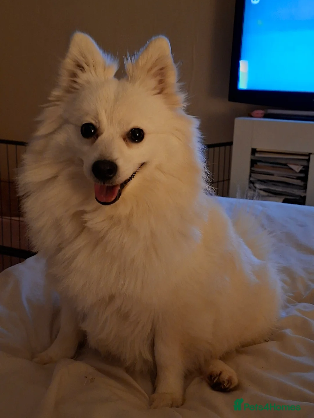 Mixed Breed dogs for sale: Beautiful rare volpino Italiano/mini Pomeranian  - Advert 1