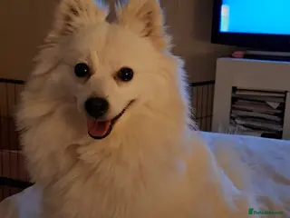 Mixed Breed dogs Beautiful rare volpino Italiano/mini Pomeranian - Advert 1