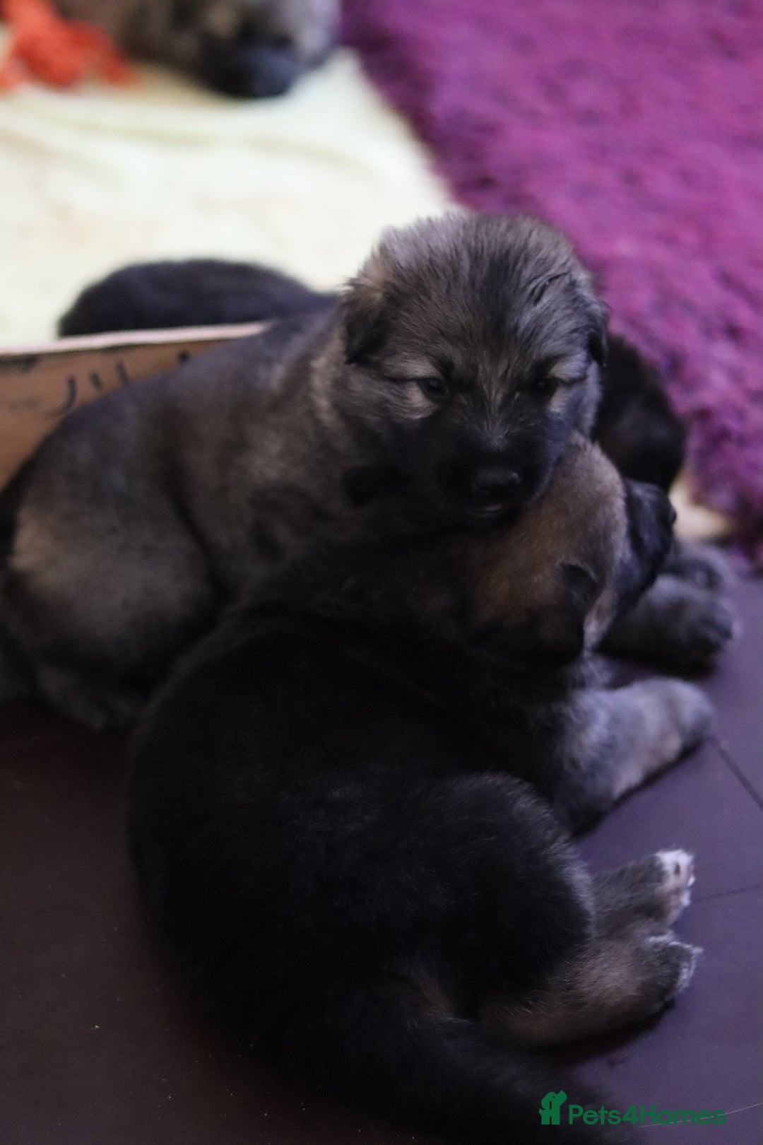 German Shepherd dogs for sale: Adorable GSD pups, straight back line, KC reg - Image 13