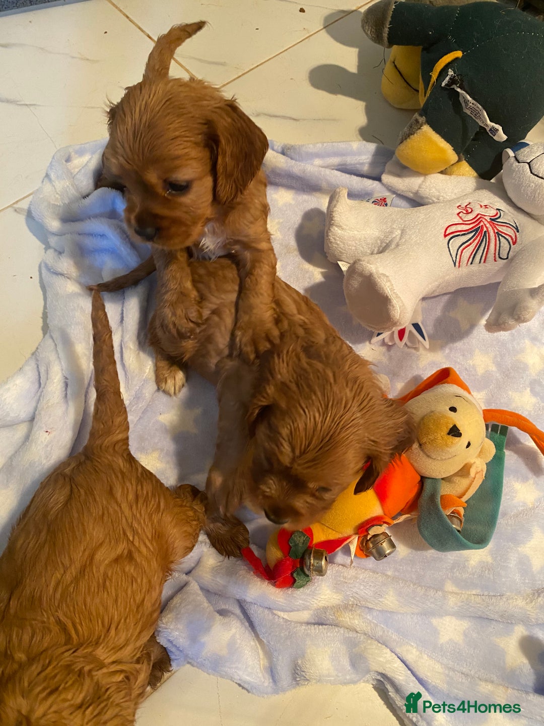 Cockalier dogs for sale: F1 fox red cockalier. girls and boys available - Image 4