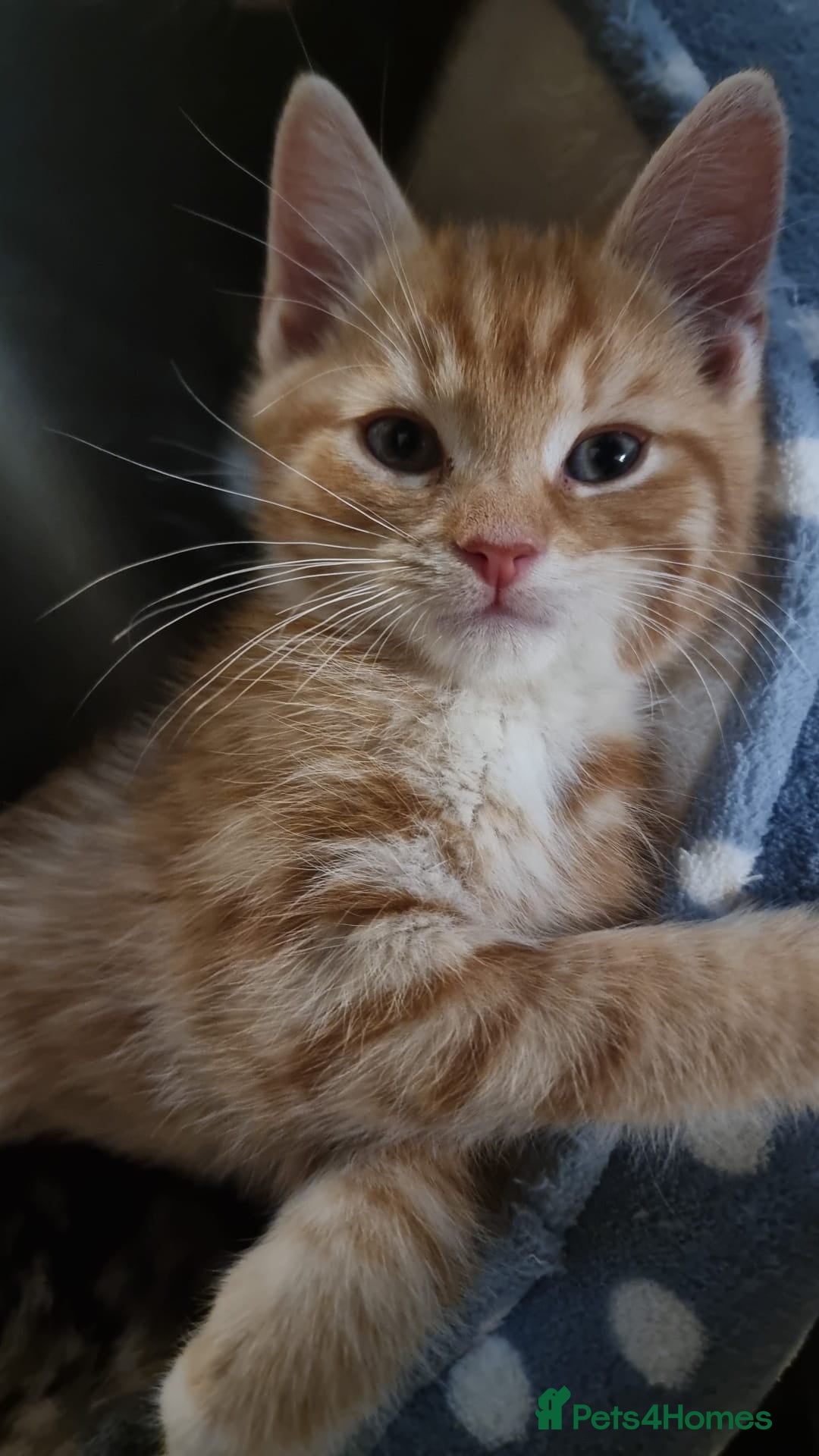 Mixed Breed cats for sale: Ginger tuxedo kittens  - Advert 2