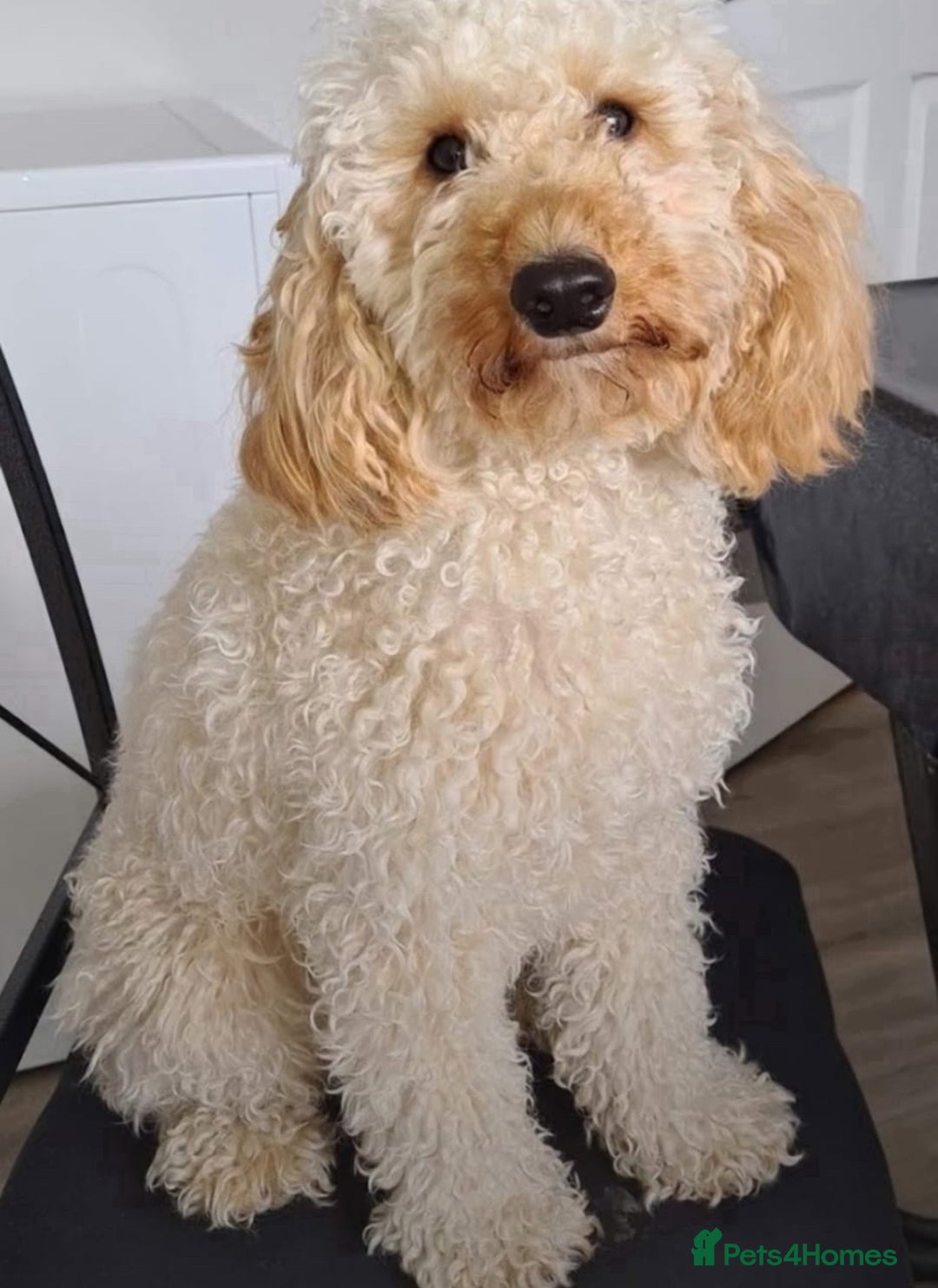 Cockapoo dogs for sale: 7 beautiful cockapoos  - Image 12