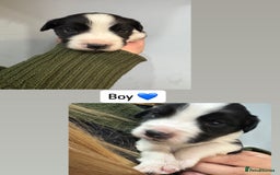 Mixed Breed dogs for sale: 5 Cocker x Collie Puppies  - Image 1