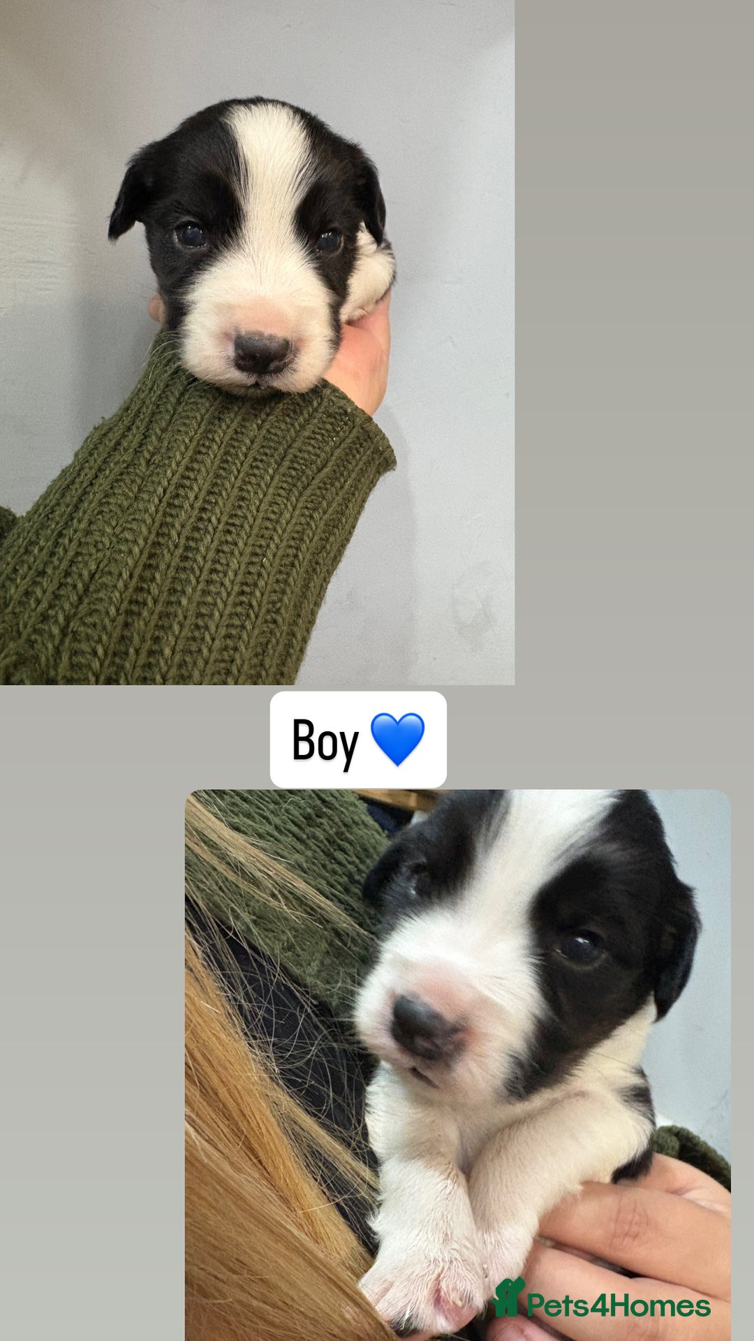 Mixed Breed dogs for sale: 5 Cocker x Collie Puppies  - Image 1