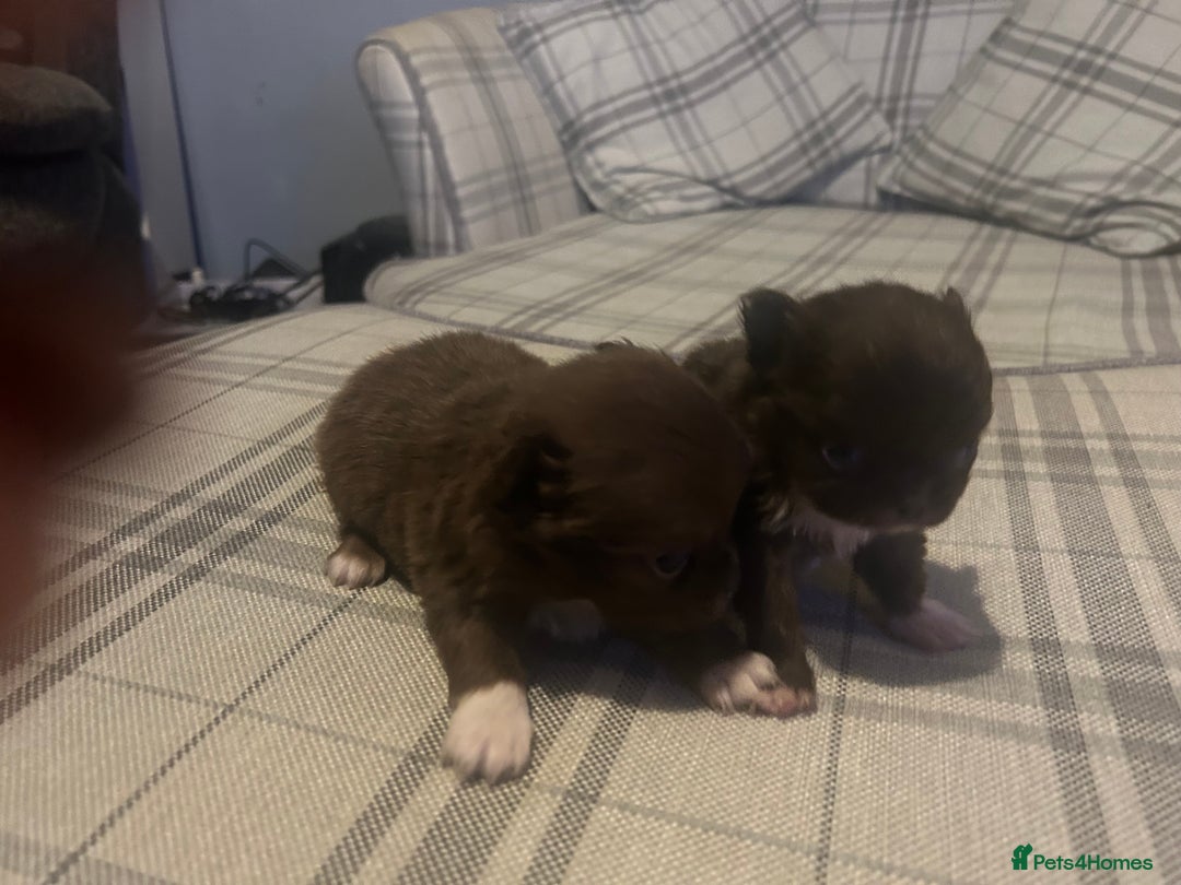 Chihuahua dogs for sale: Perfect Chihuahua pups for sale  - Advert 8