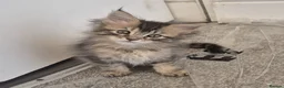 Maine Coon cats for sale: Maine Coon Kittens ready for there forever homes  - Advert 18