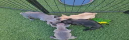 French Bulldog dogs for sale: Beautiful  KC registered French bulldog puppies  in Chorley - Advert 6