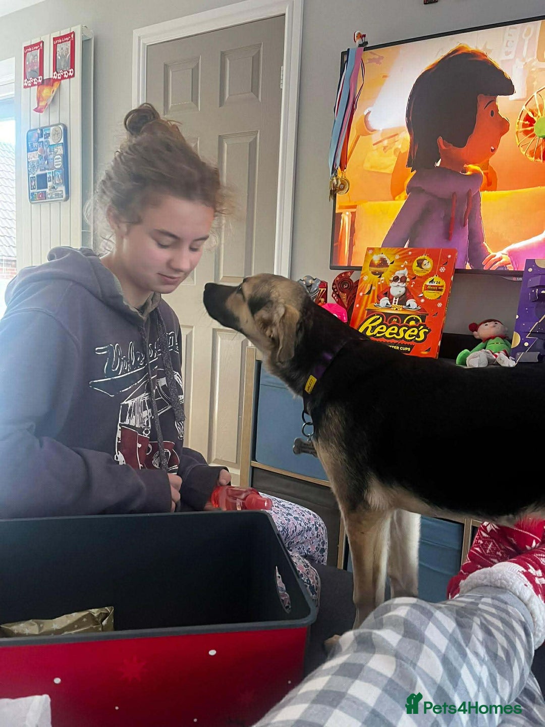 Mixed Breed dogs for adoption: LILY - gentle pup/friendly/good with kids/loving - Advert 9